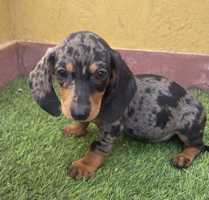 Macho Teckel Arlequim
