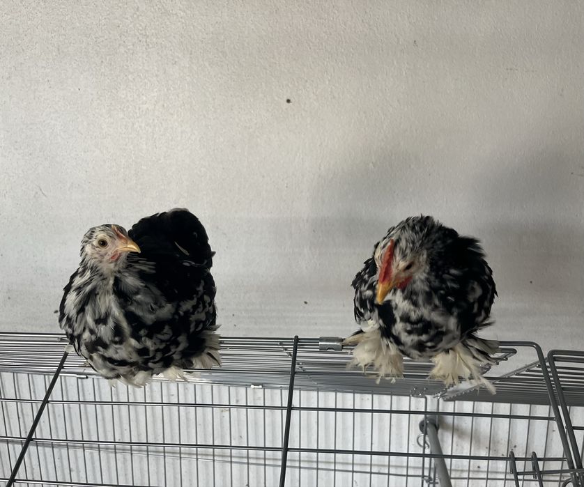 Casais de Pekin black mottled