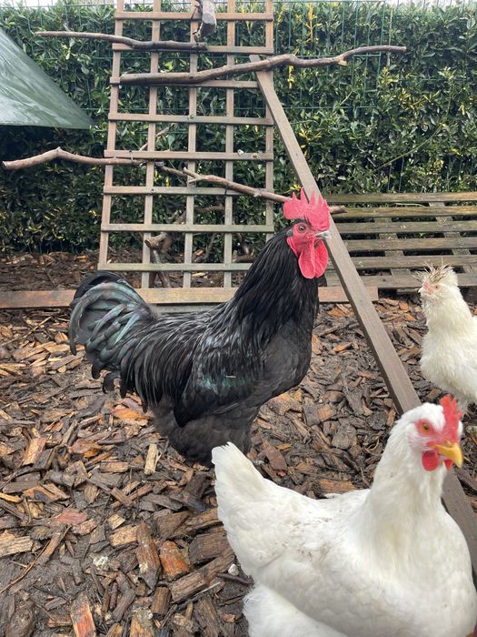 Galos de Raças Autóctones