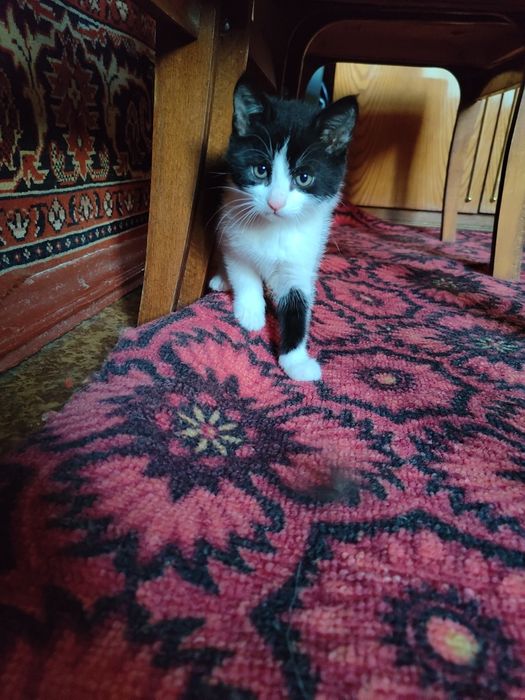 красунчики кошенята