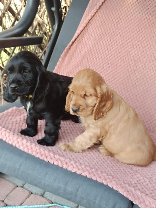 Cocker spaniel angielski wybitne piesek do odbioru