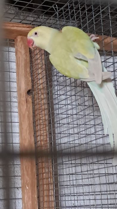 2 casais de ring necks adultos
