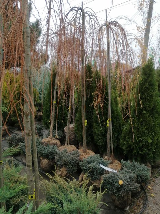 Смарагд Спартан Блю арроу