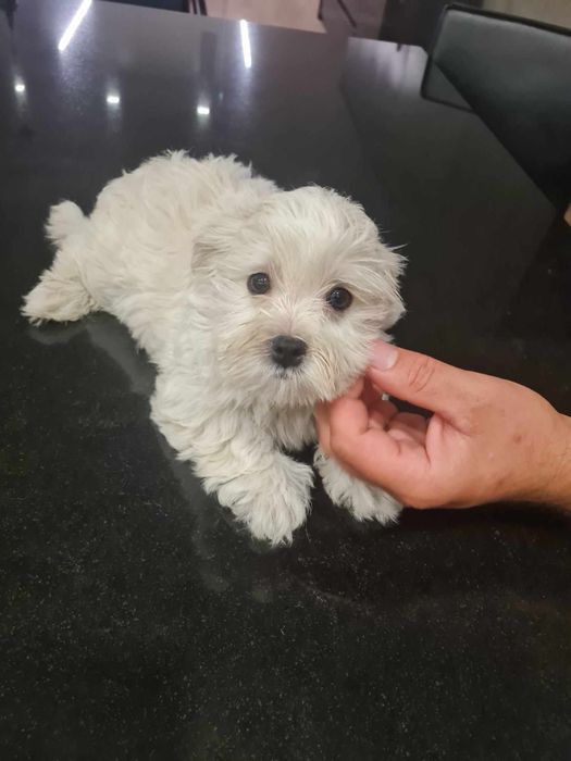 Excelente Bichon Maltes de Qualidade