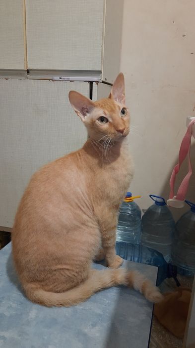 Шукаємо кота по кличкі Яша..