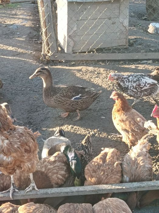 Kaczki staropolskie biegusy piżmowe