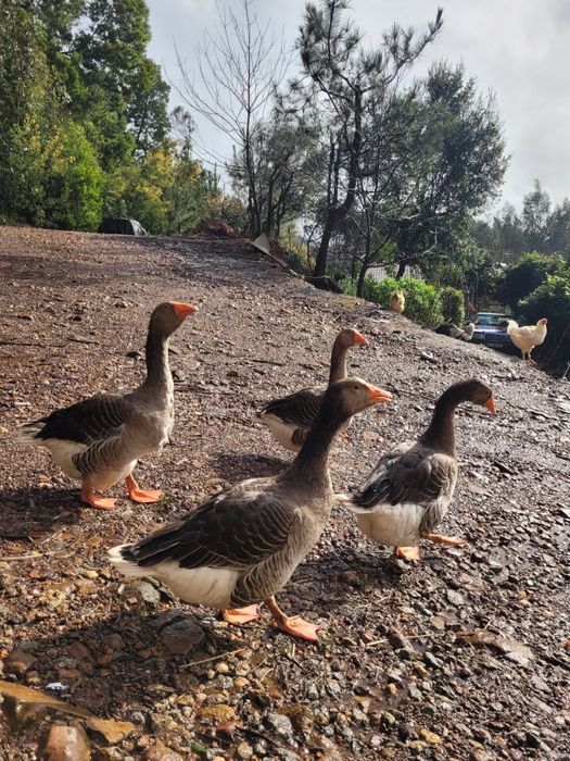 Ovos de ganso de Toulouse