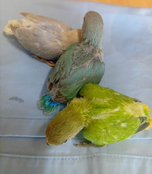 Agapornis roseicolis, criados à mão. Muito meigos.