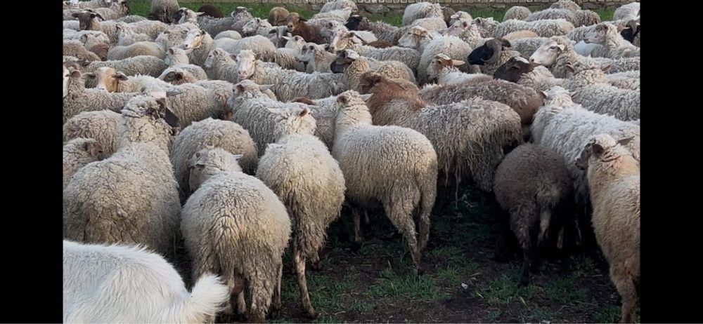 Продам баранов/овцы Устиновка