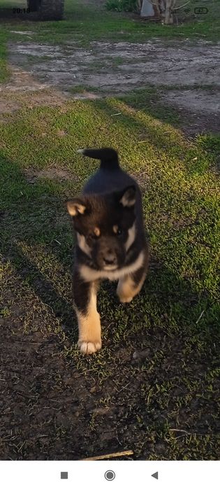 Продам цуценят ССЛ