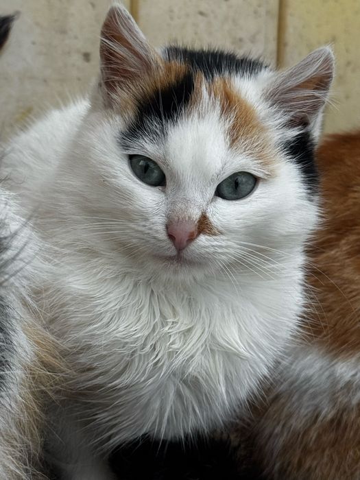 Кошеня безкоштовно