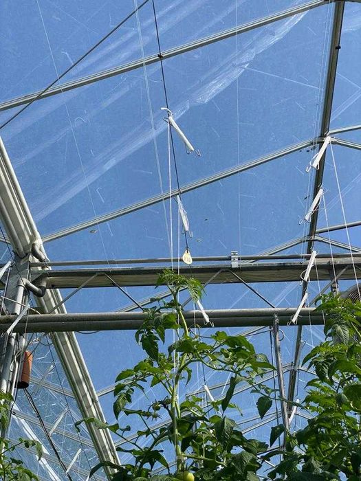 Теплиця типу Венло 1,7 га (плівка, теплиця, труби, Венло)