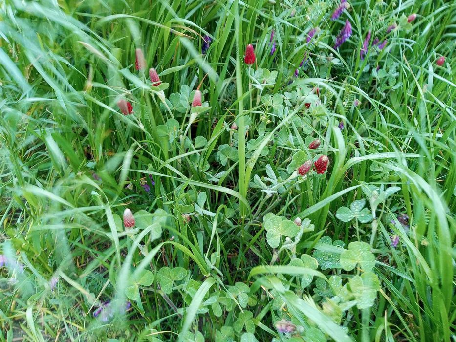 Mieszanka gorzowska ilość 20 kg na 0,5 ha, życica, koniczyna, wyka