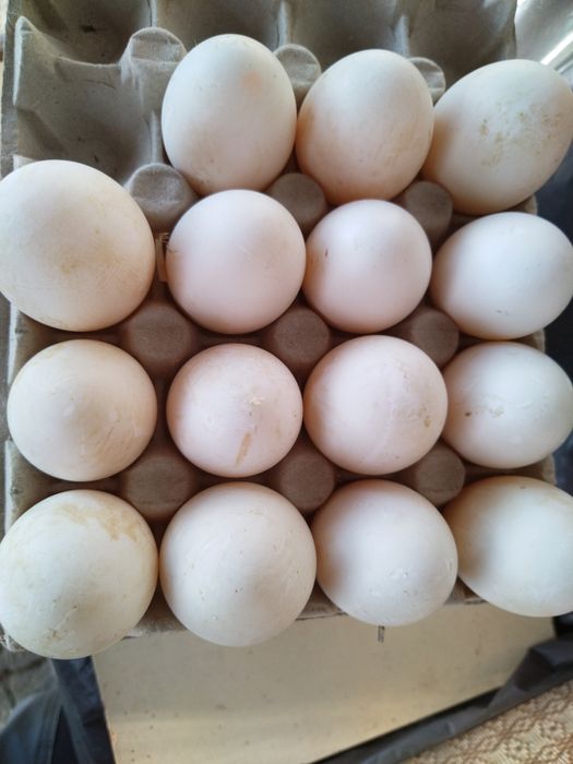 Jaja lęgowe kaczek pekin