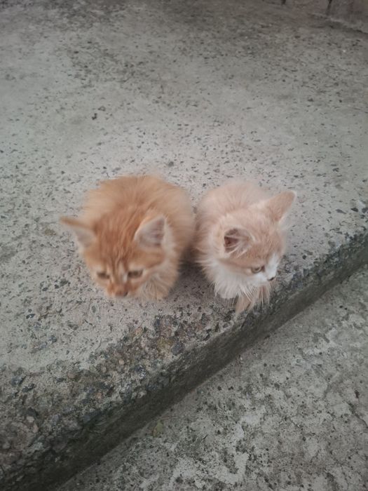 Котята ищут семью
