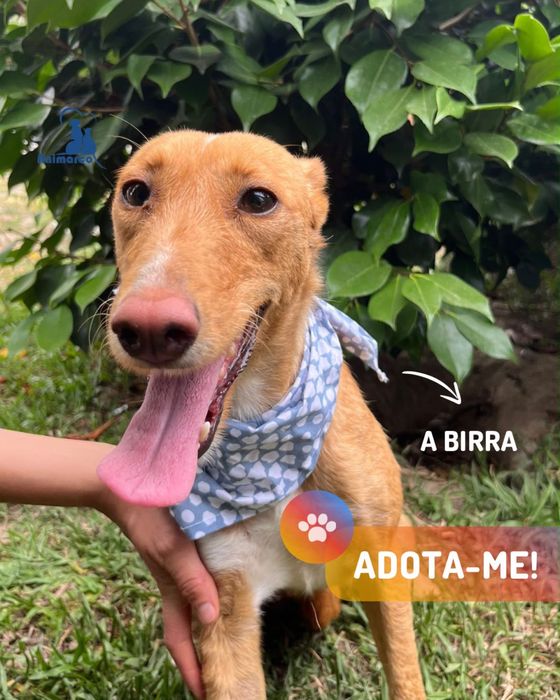 Birra - cadela jovem porte medio