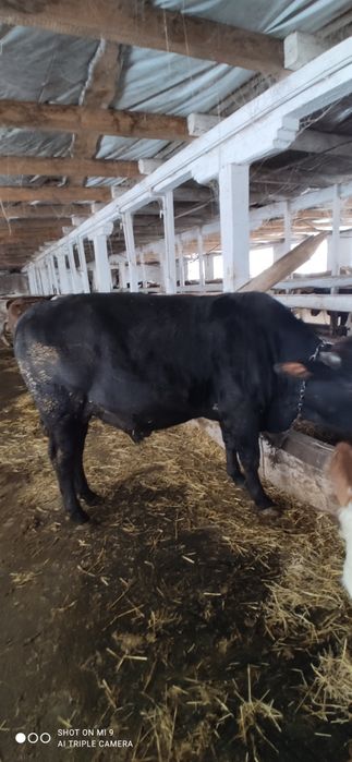 Продам молодого бичка