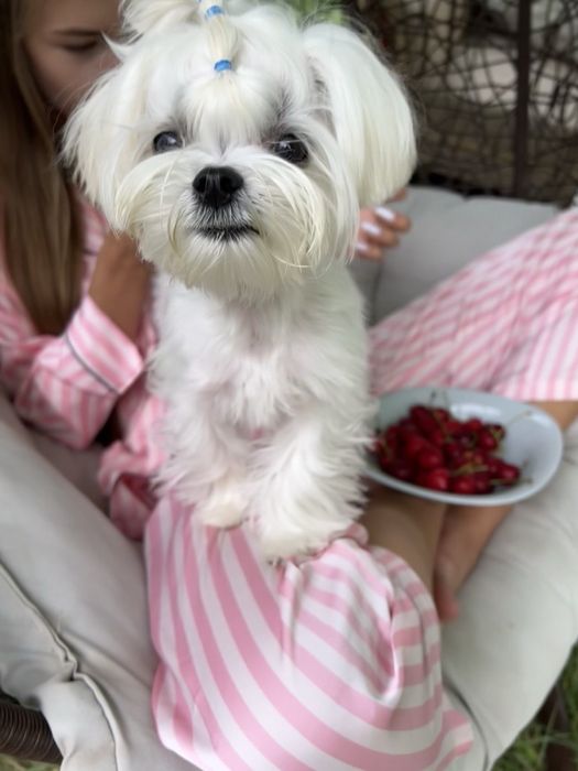 Вязка Мальтийская болонка