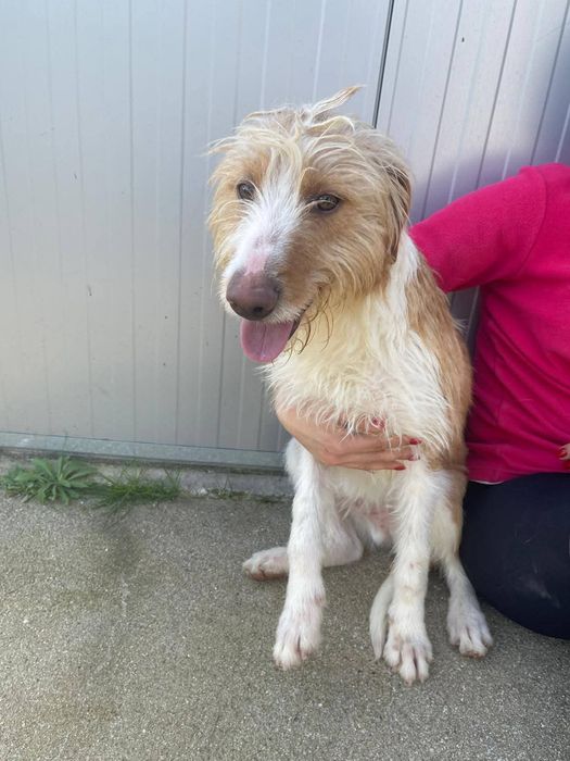 Caozinho com 1 aninho e 3 meses