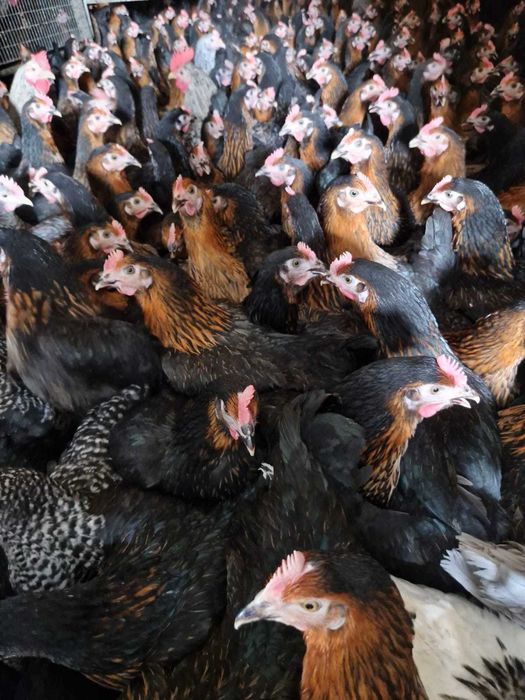 Kury nioski Rosa z wolnego wybiegu. Leghorn z jajkiem. Dowód Gratis.