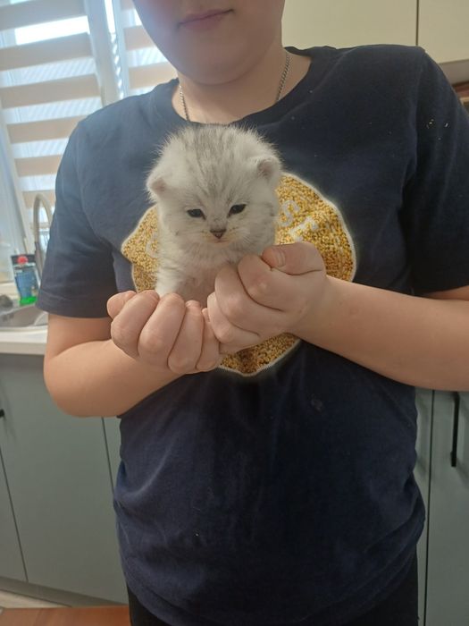 Продам комочок щасття кошеня