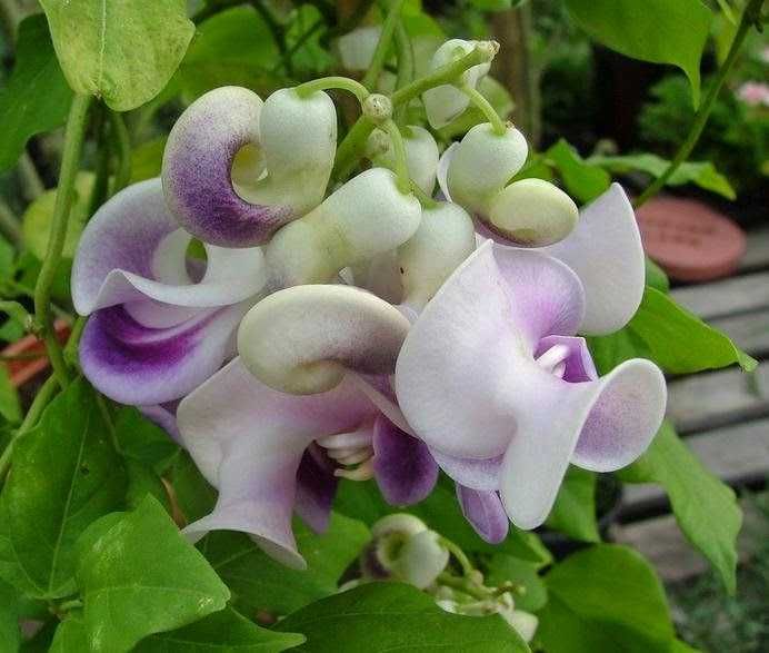 Planta Caracoleira Óbidos Vigna caracalla - vaso de 9 cm