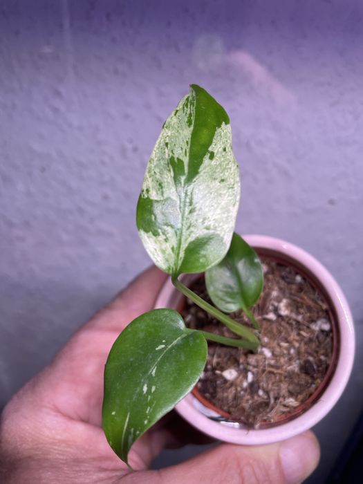 Monstra bulbasuar hit !!!