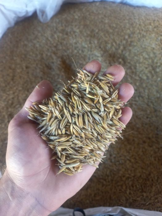 Siano w kostkach tegoroczne, owies