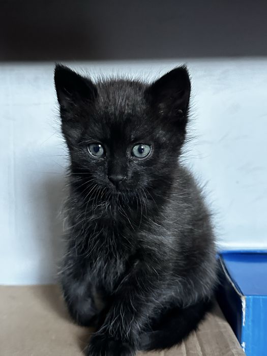 Кошеня дівчинка 2 місяці