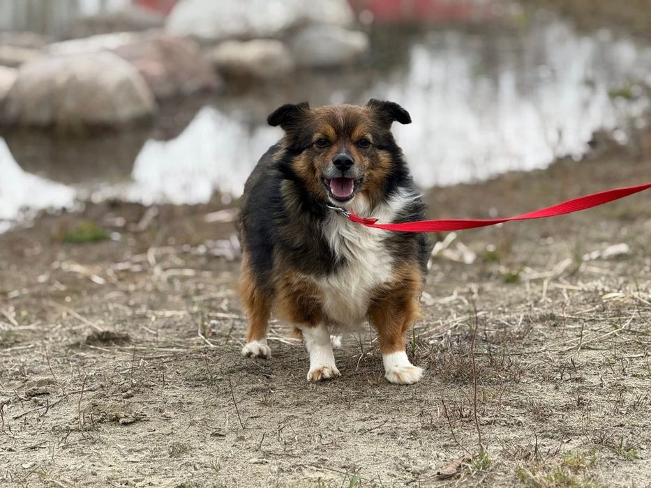 Czupakabra na czterech łapach barwny charakterem Pędzel do adopcji