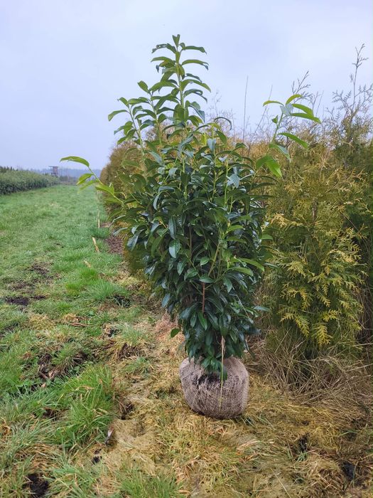 Laurowisnia genolia 120-140 cm
