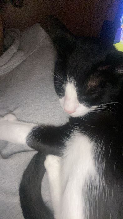 Gato adulto companheiro