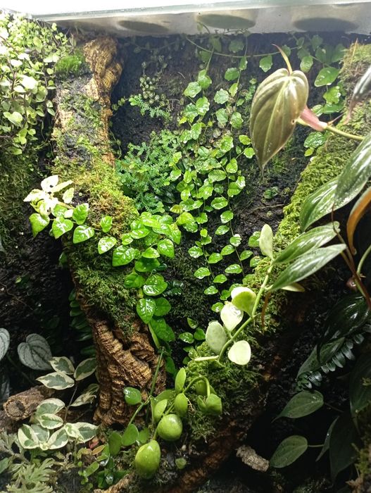 Mchy różne porosty