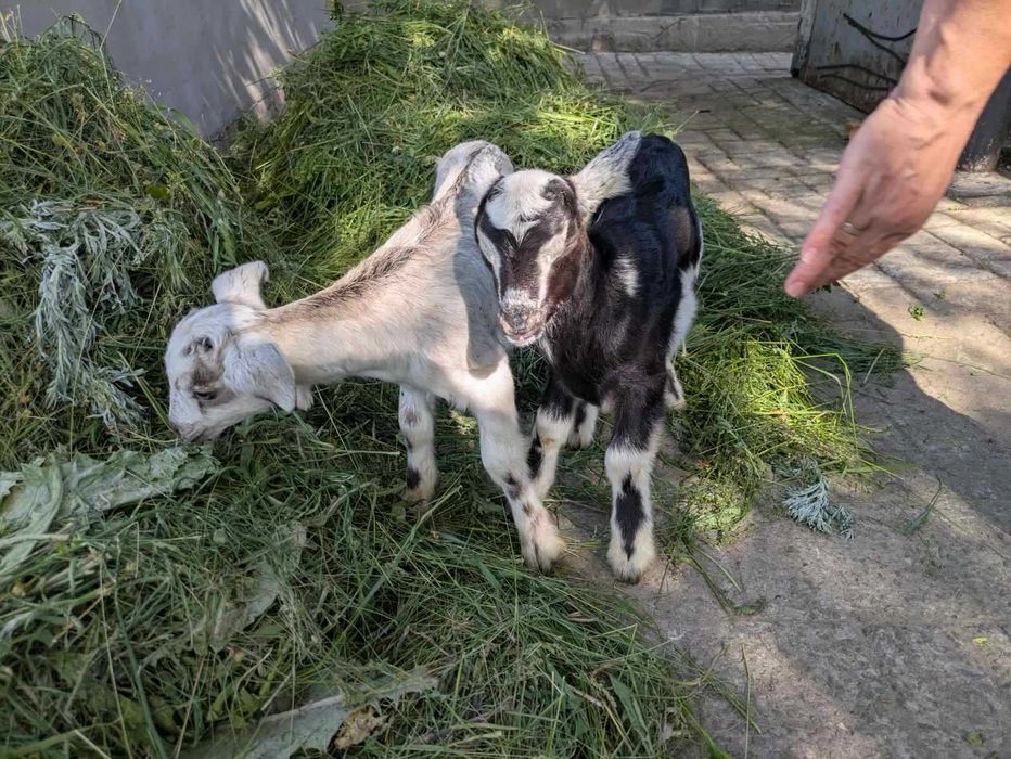 Продам козенят молочних порід
