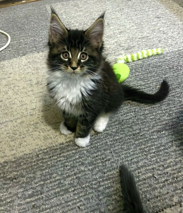 Котята чистокровные Мейн Кун