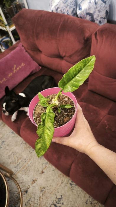 Philodendron Ring Of Fire