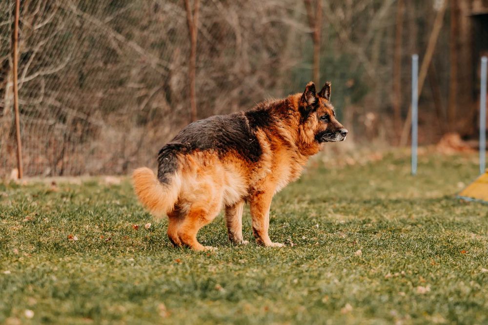 Sympatyczny, spokojny, zrównoważony Sting poleca się do adopcji!!!