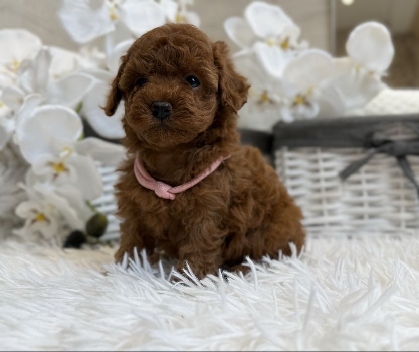 Pudel toy red ( red brown),  xxs, teacup malutkie suczki