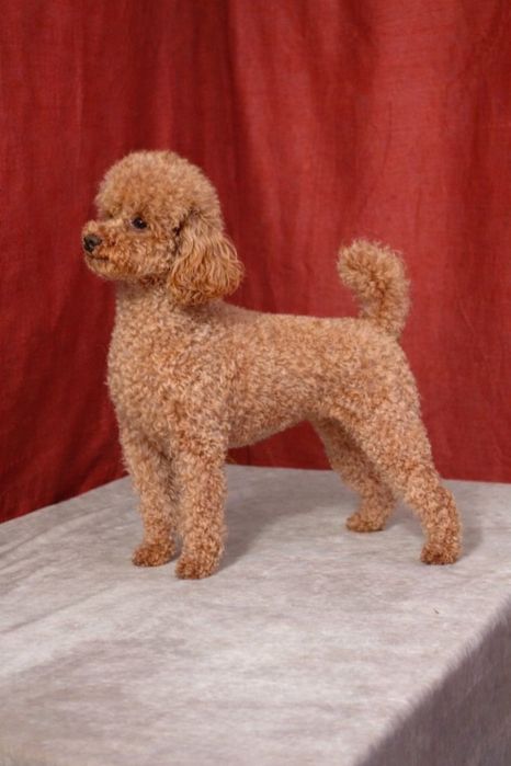 Хлопчик пудель 1рік