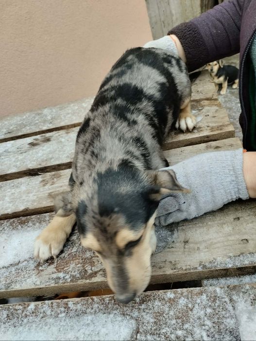 Oddam pieski w dobre ręce