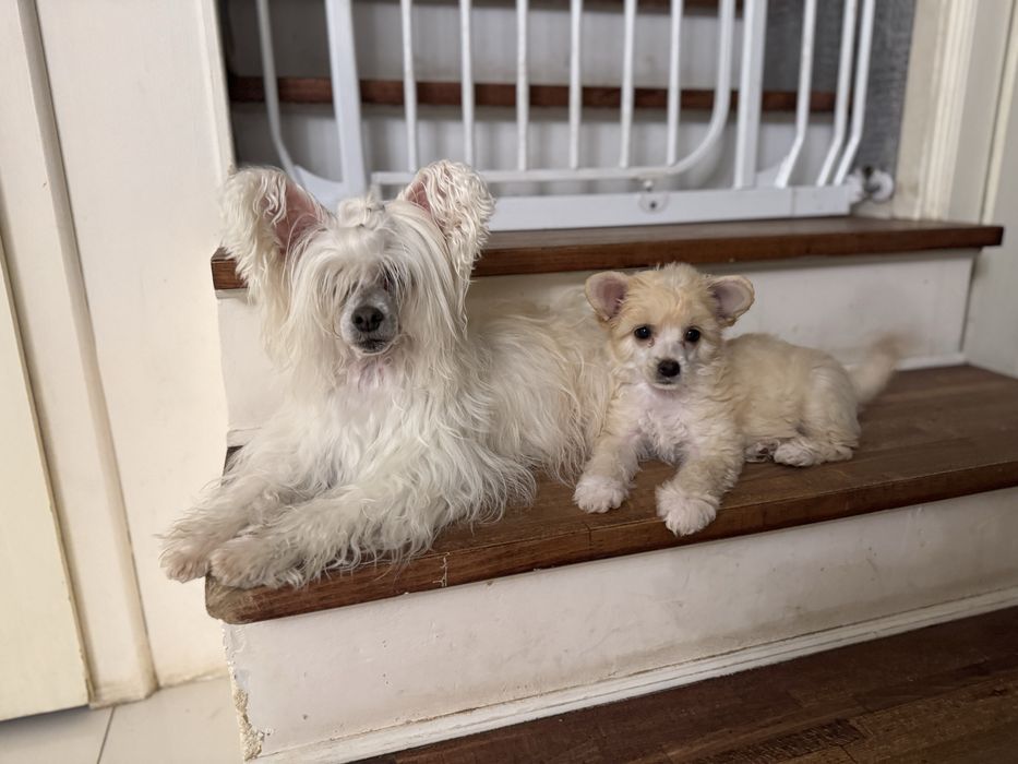 TEGAN owłosiony chiński grzywacz-powder puff Łomianki