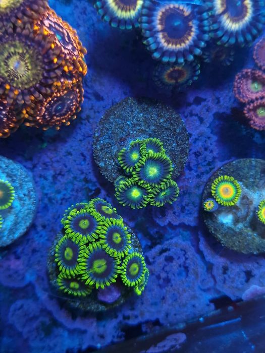 Frags zoas corais agua salgada