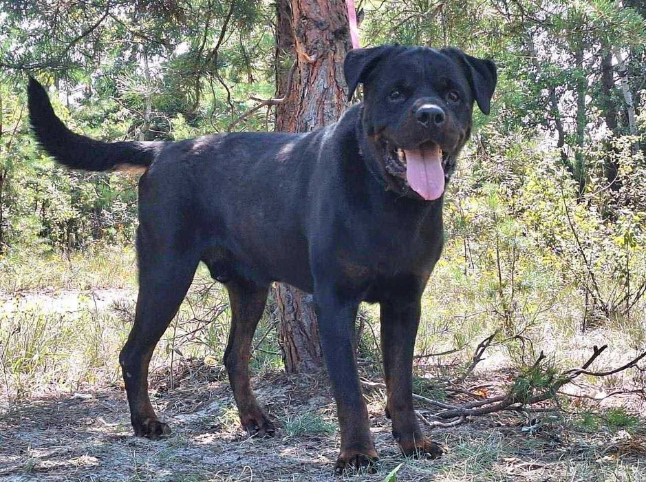 Zeus Rottweiler szuka domu