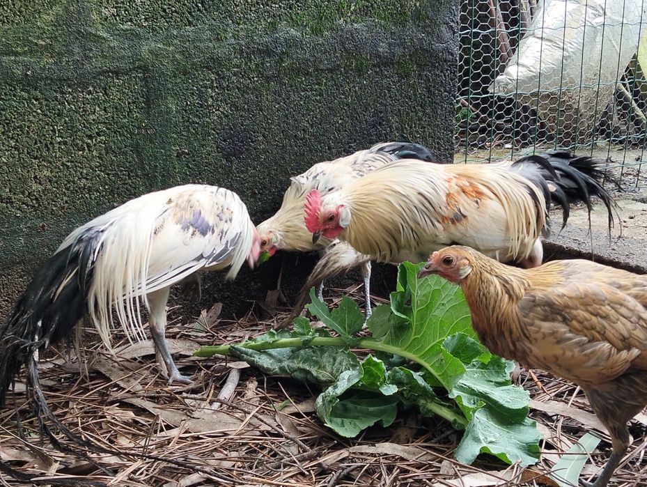 Granizos machos Fênix