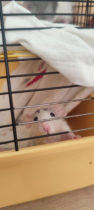 Щурикам потрібен новий дім . Безкоштовно.