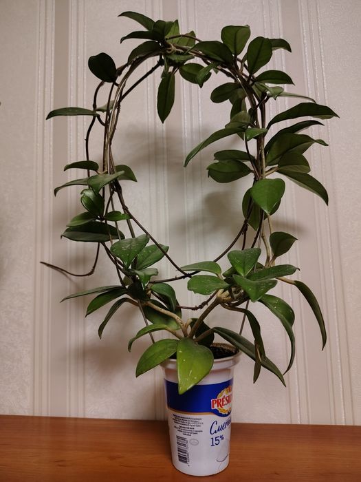 Хойя карноза доросла рослина