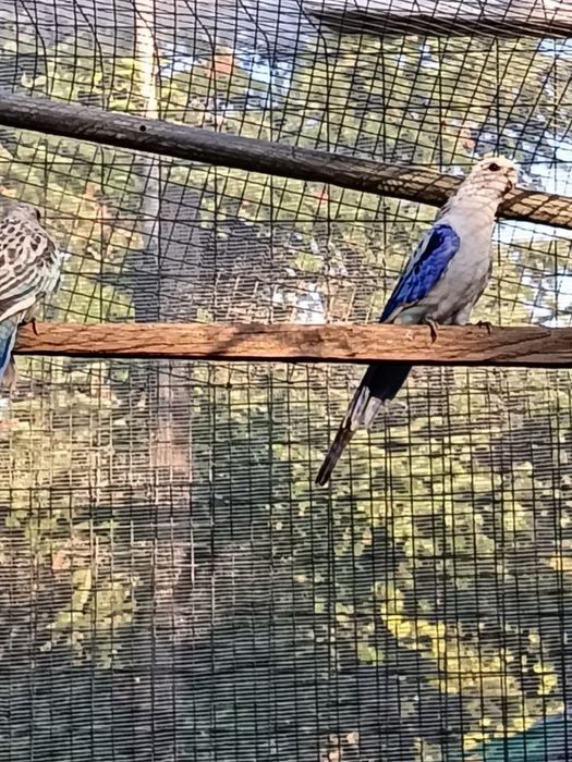 Casais de roselas e roselas sem casal