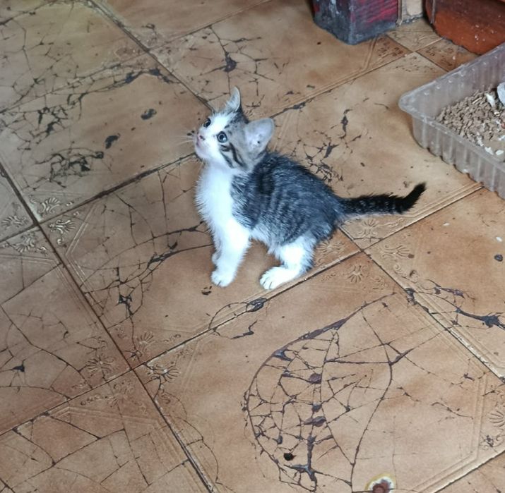Gatinho macho para adoção
