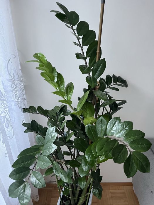 Kwiat Zamiokulkas 1.5 metra