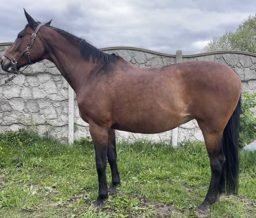 Polski Koń Szlachetnej Półkrwi